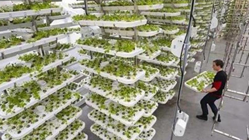 在高楼里种菜,效率高390倍,让城市人吃到1公里之内种的菜